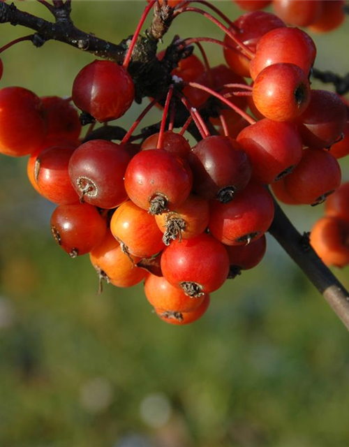 Malus 'Pom Zai'®