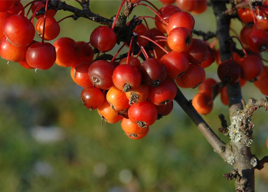 Malus 'Pom Zai'®