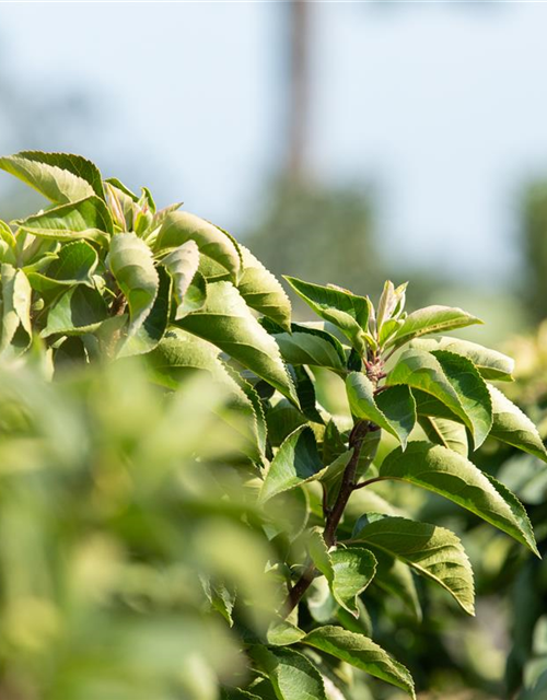 Malus 'Pom Zai'®