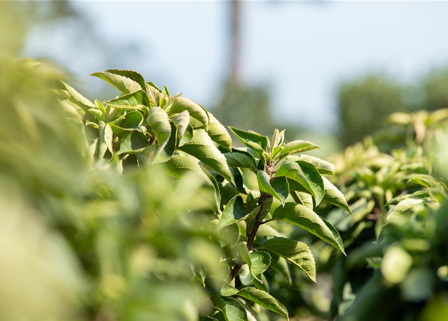 Malus 'Pom Zai'®