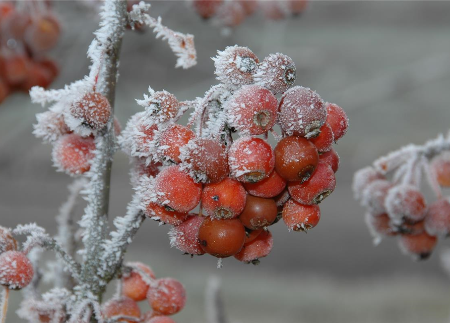 Malus 'Pom Zai'®