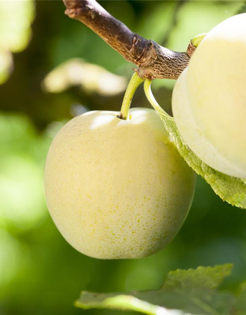 Prunus domestica subsp. syriaca 'Aprimira'