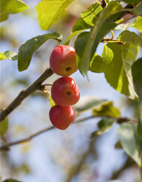 Malus x moerlandsii 'Red Sentinel'