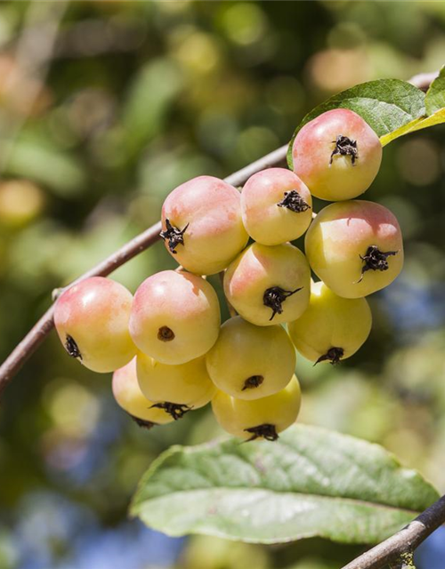 Malus x moerlandsii 'Red Sentinel'