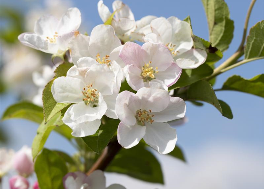 Malus x moerlandsii 'Red Sentinel'