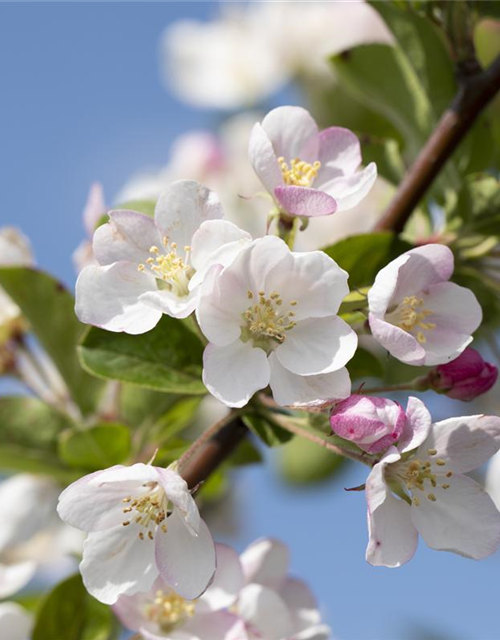 Malus x moerlandsii 'Red Sentinel'