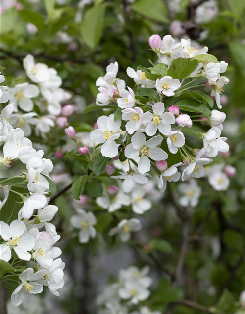 Malus x moerlandsii 'Red Sentinel'