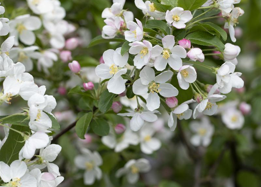 Malus x moerlandsii 'Red Sentinel'