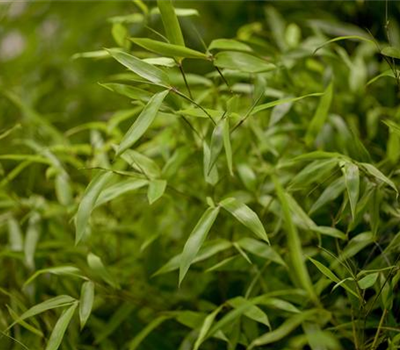 Phyllostachys aureosulcata