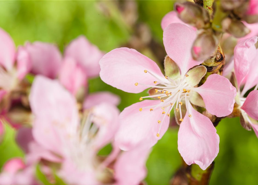 Prunus dulcis