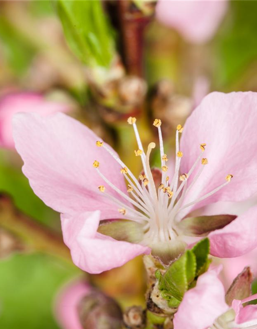 Prunus dulcis