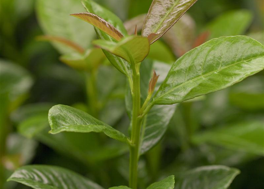 Prunus laurocerasus