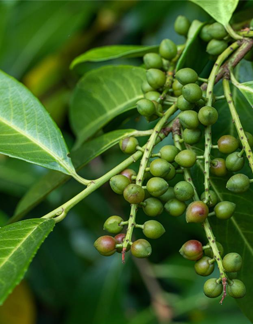 Prunus laurocerasus