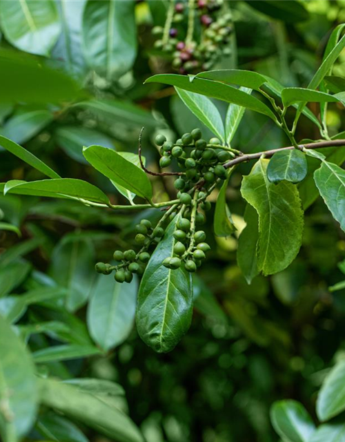 Prunus laurocerasus