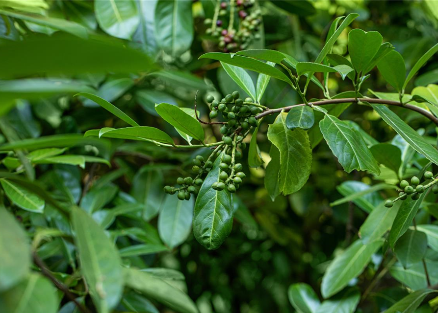 Prunus laurocerasus