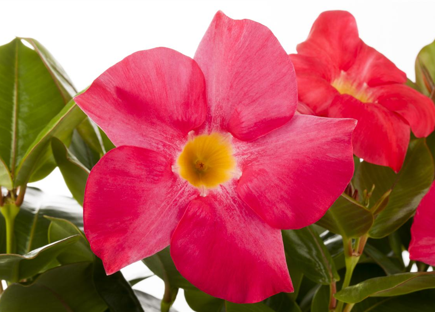 Mandevilla sanderi