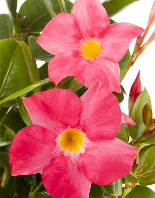 Mandevilla sanderi