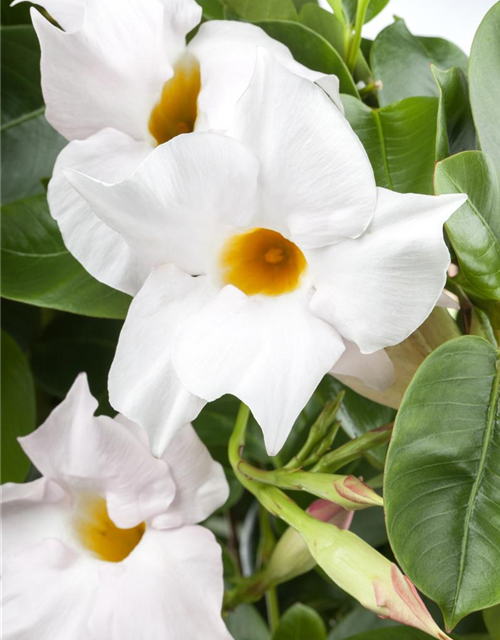 Mandevilla sanderi