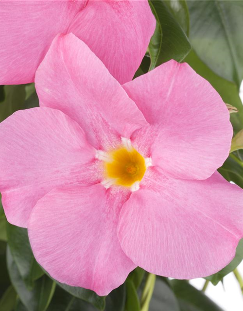 Mandevilla sanderi