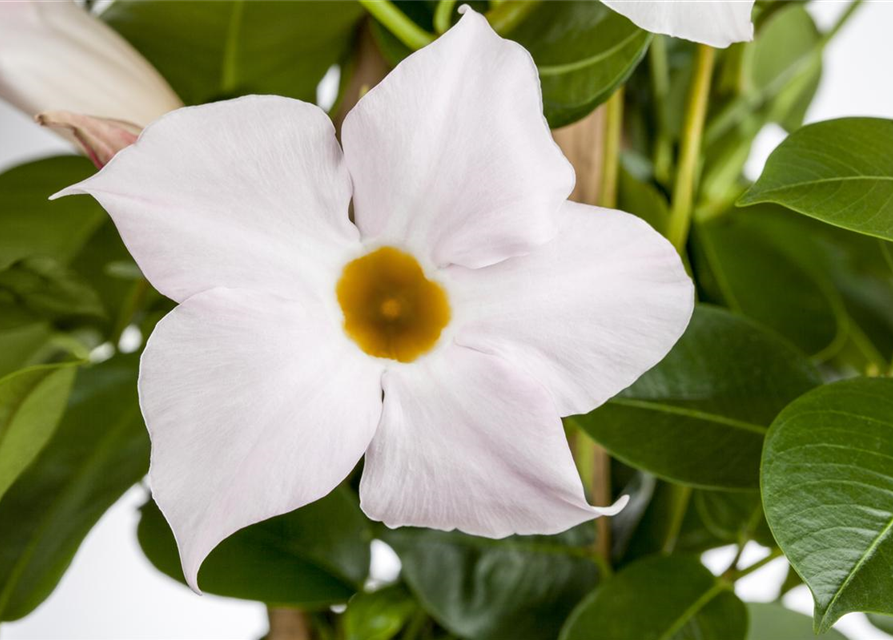 Mandevilla sanderi