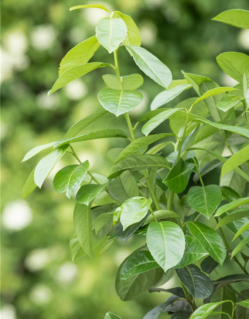 Prunus laurocerasus 'Etna'®