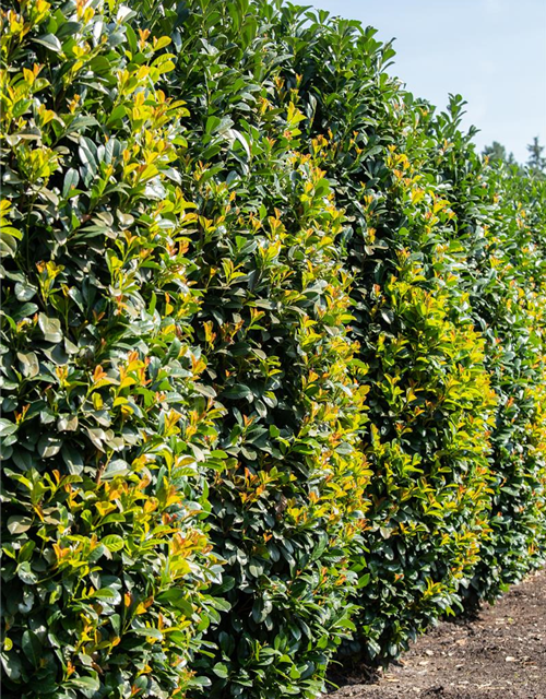 Prunus laurocerasus 'Etna'®