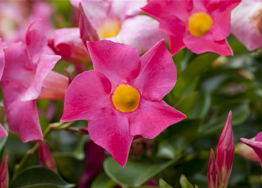 Mandevilla sanderi 'Sundaville'®