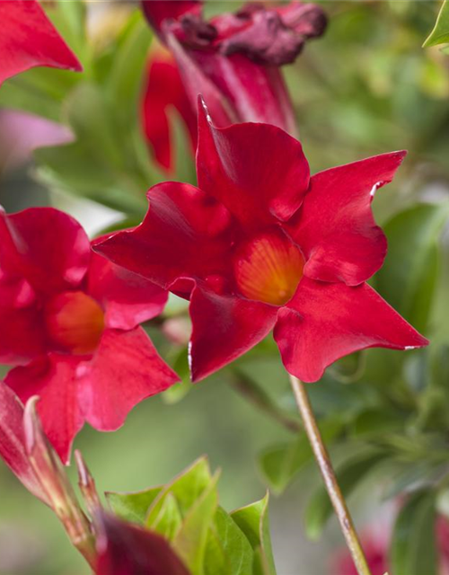 Mandevilla sanderi 'Sundaville'®