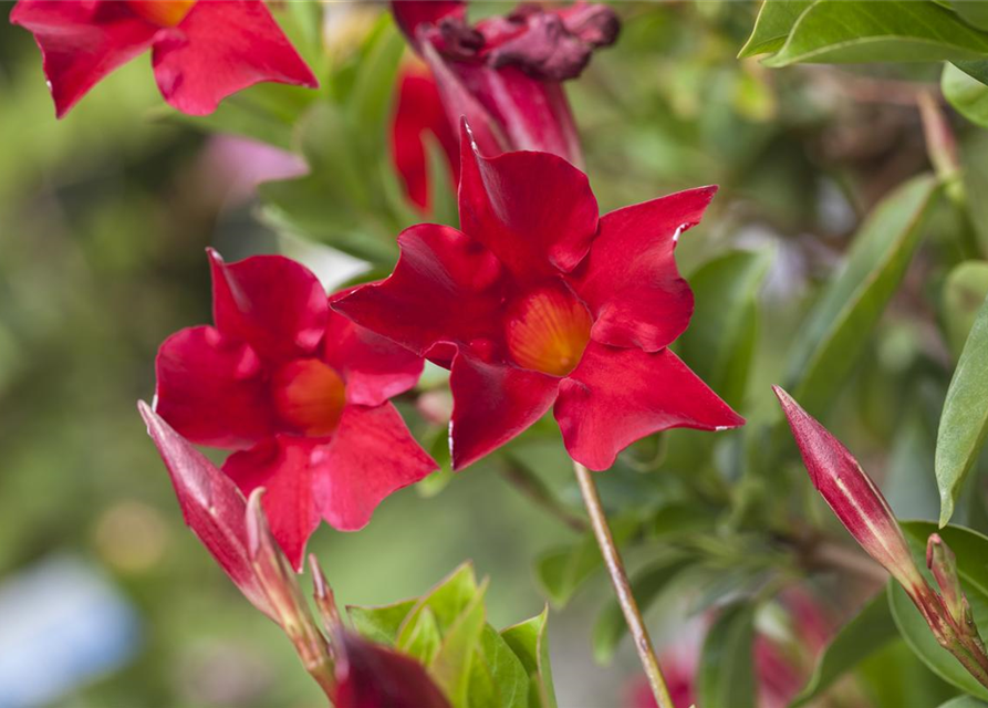 Mandevilla sanderi 'Sundaville'®