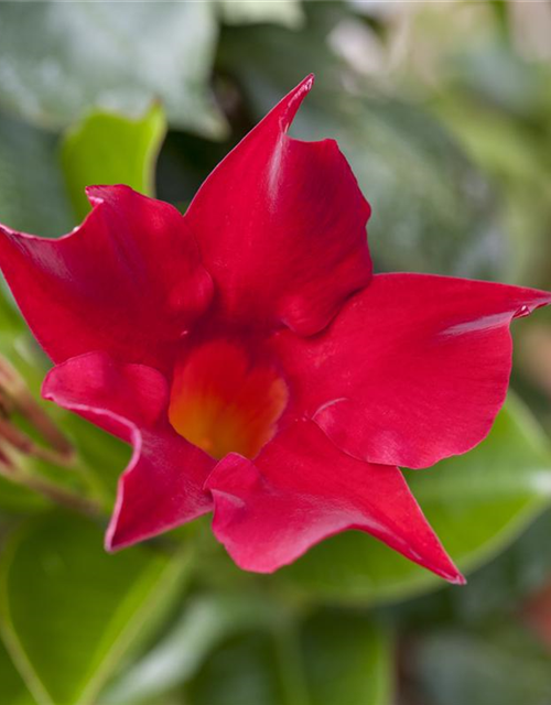 Mandevilla sanderi 'Sundaville'®