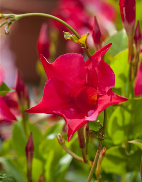 Mandevilla sanderi 'Sundaville'®