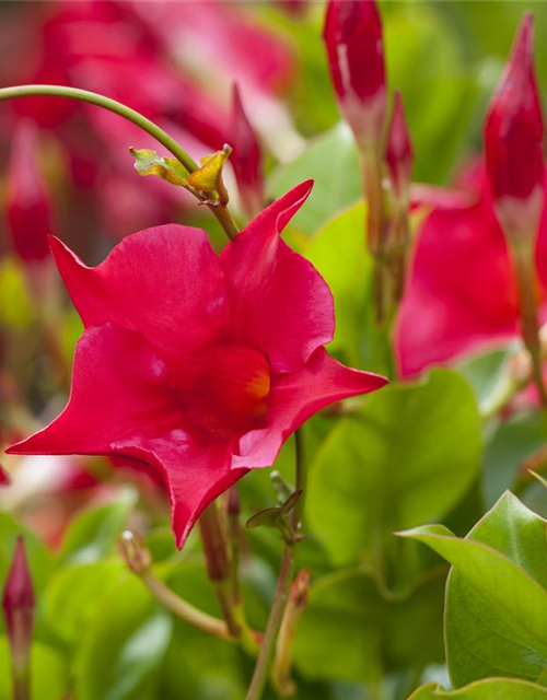 Mandevilla sanderi 'Sundaville'®