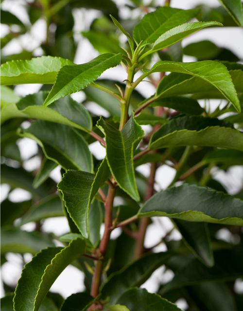 Prunus lusitanica