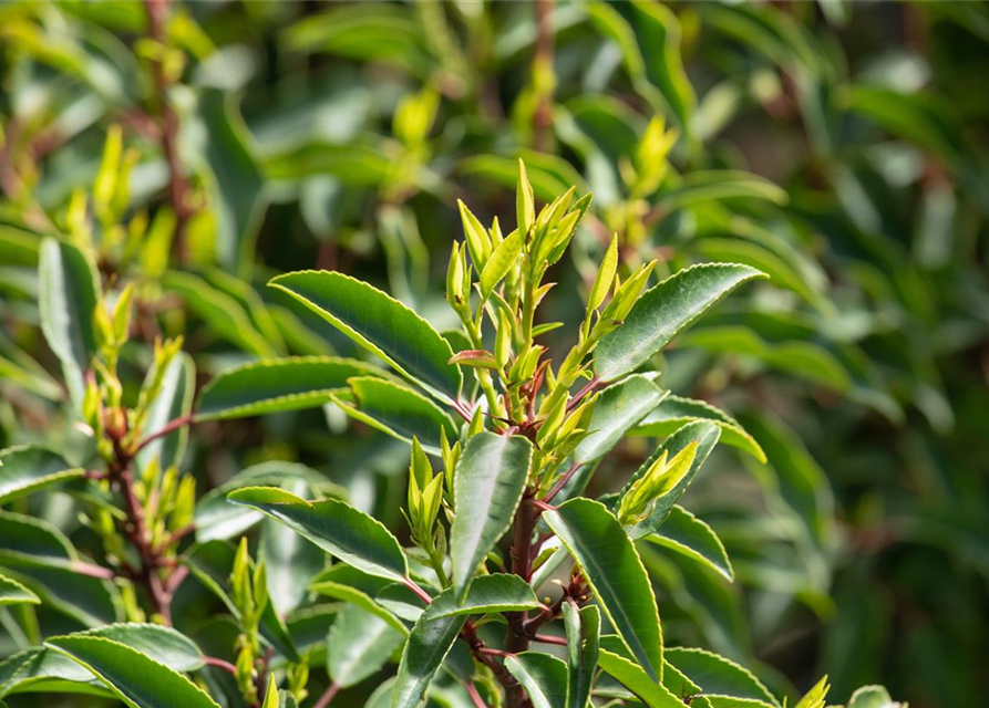 Prunus lusitanica