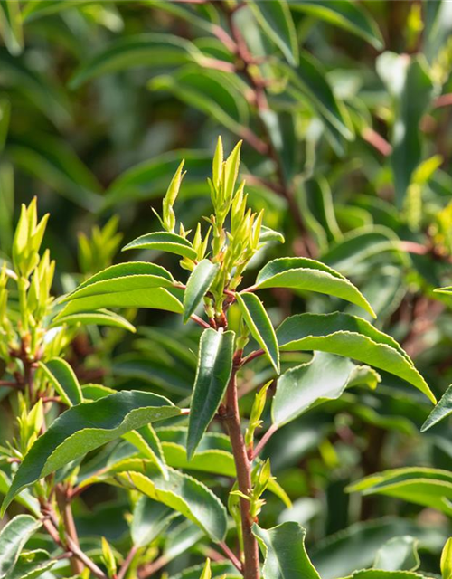 Prunus lusitanica