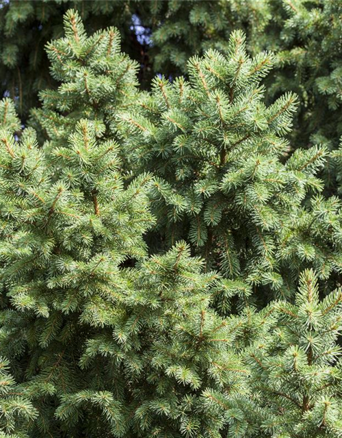 Picea abies