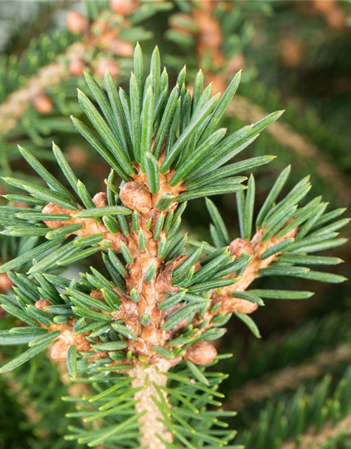 Picea abies