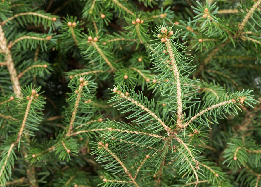 Picea abies