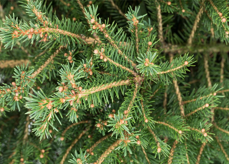 Picea abies