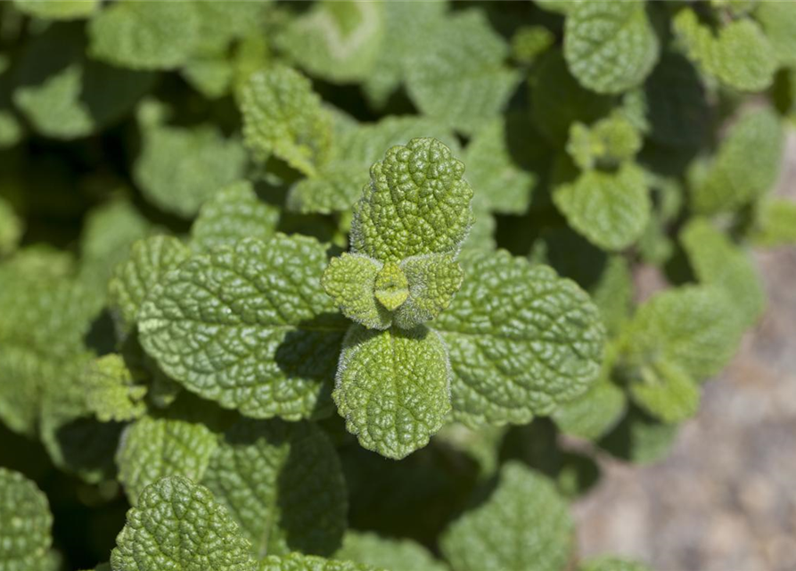 Mentha species