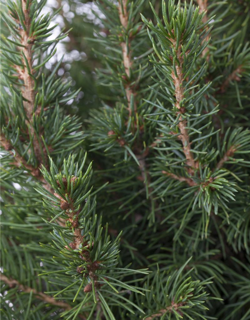 Picea glauca 'Conica'