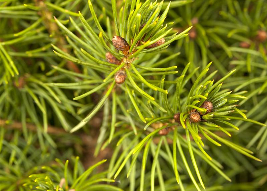 Picea glauca 'Conica'