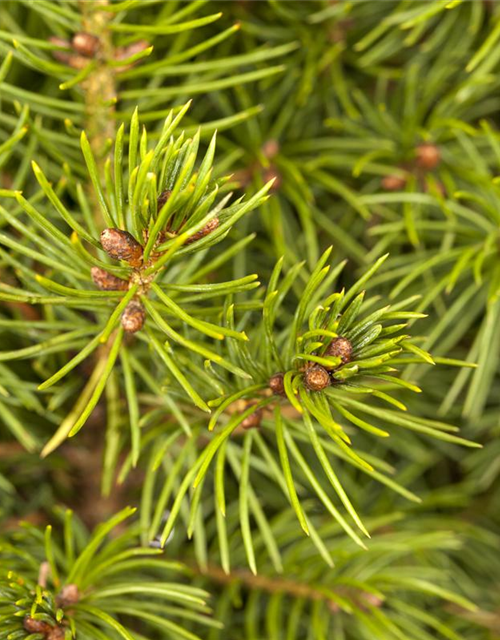 Picea glauca 'Conica'