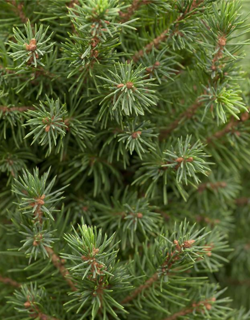 Picea glauca 'Conica'