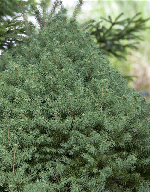 Picea glauca 'Conica'