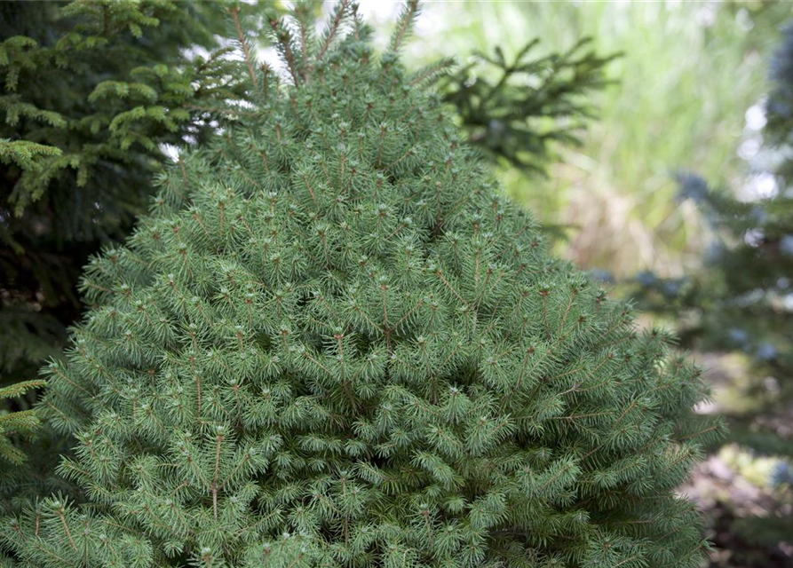 Picea glauca 'Conica'