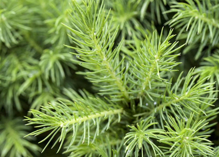 Picea glauca 'Conica'