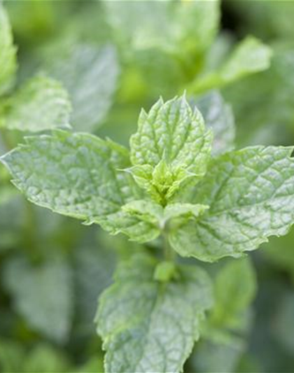 Mentha spicata 'Maroccan'