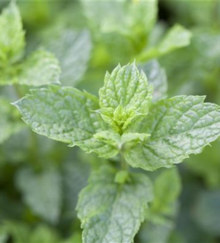 Mentha spicata 'Maroccan'