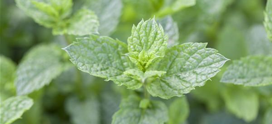 Mentha spicata 'Maroccan'